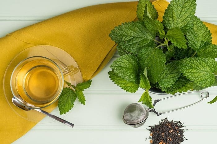 La tisane anti-nausées du Docteur Arnal propriétés antispasmodiques de la mélisse