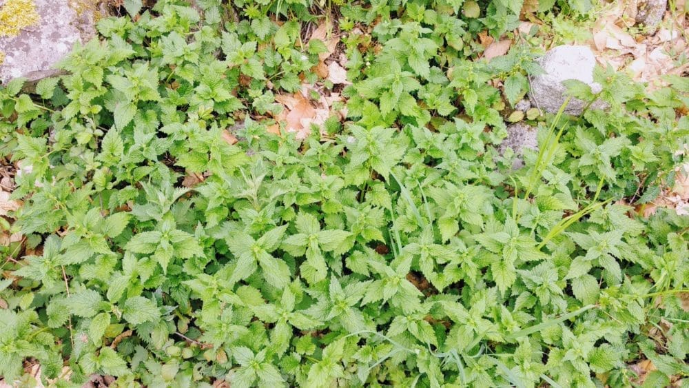 Vertus de l'ortie pendant la grossesse et l'accouchement