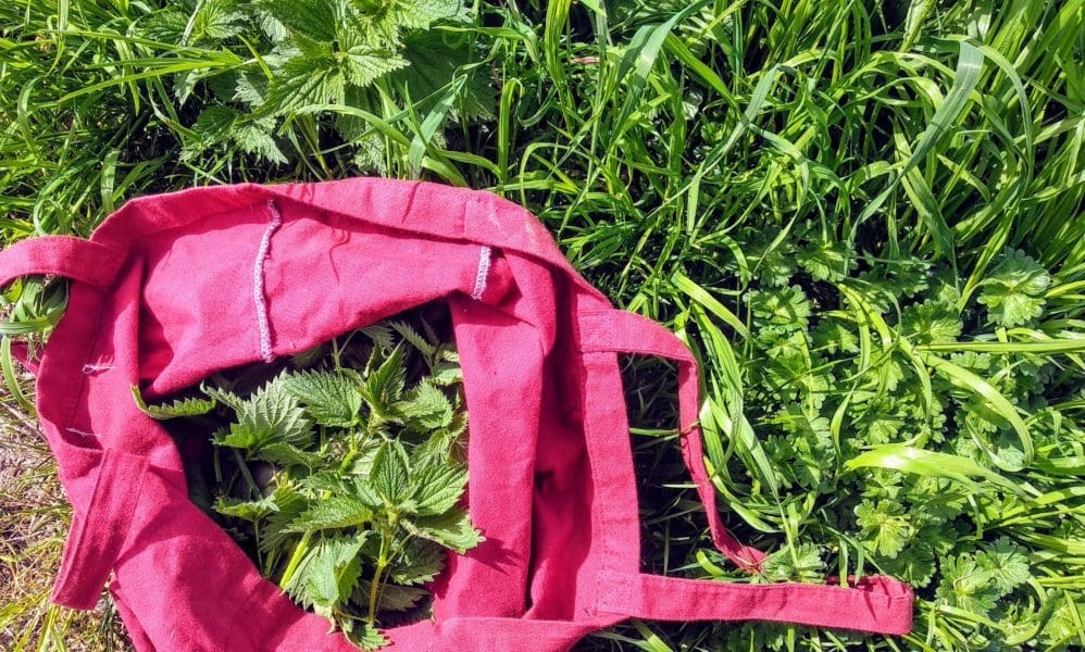 les vertus de l'ortie pour la grossesse, l'accouchement et l'allaitement. 