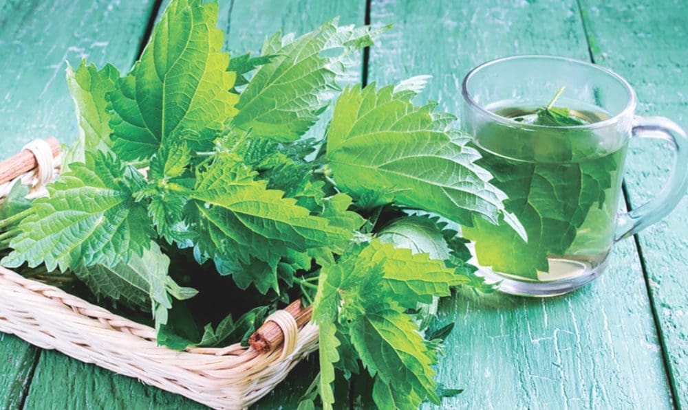 infusion d'ortie grossesse
