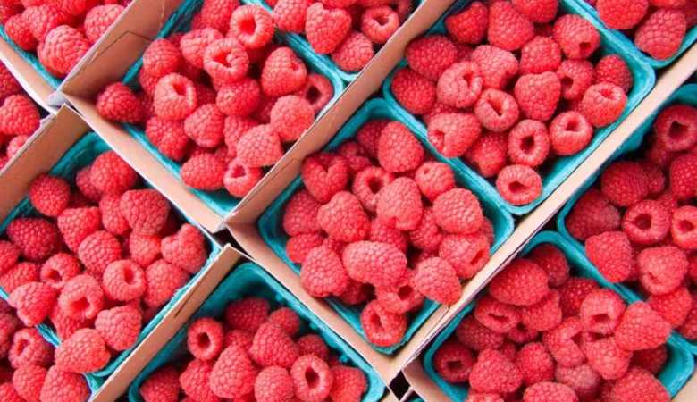 bienfaits de la framboise pour votre fertilité