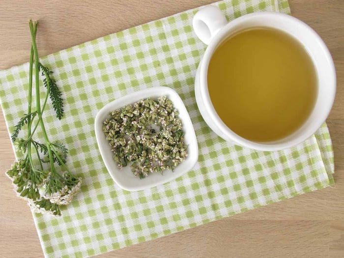 infusion d'achilée millefeuilles en cas d'infection urinaire pendant la grossesse