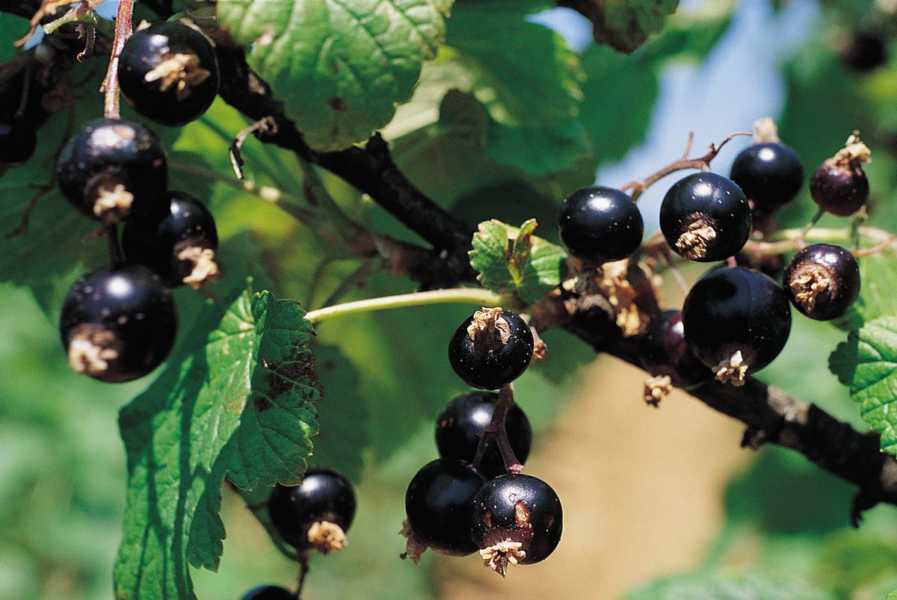 Les feuilles de cassis sont un anti-inflammatoire naturel puissant