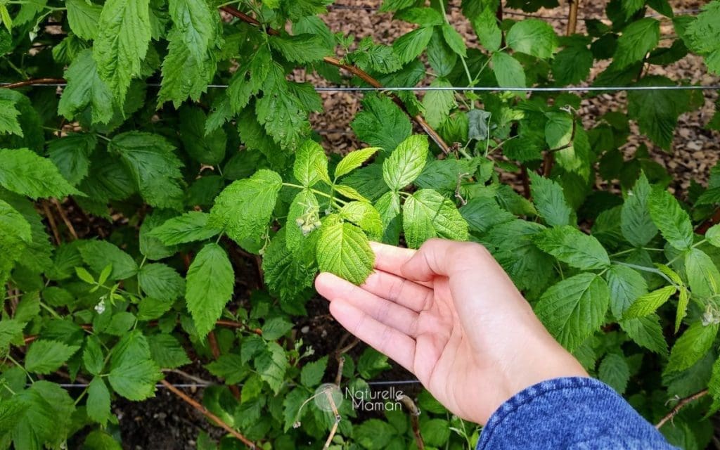 Les 7 plantes indispensables pendant la grossesse