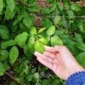 Les 7 plantes indispensables pendant la grossesse