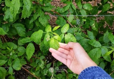 Les 7 plantes indispensables pendant la grossesse