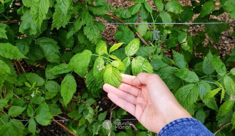 Les 7 plantes indispensables pendant la grossesse
