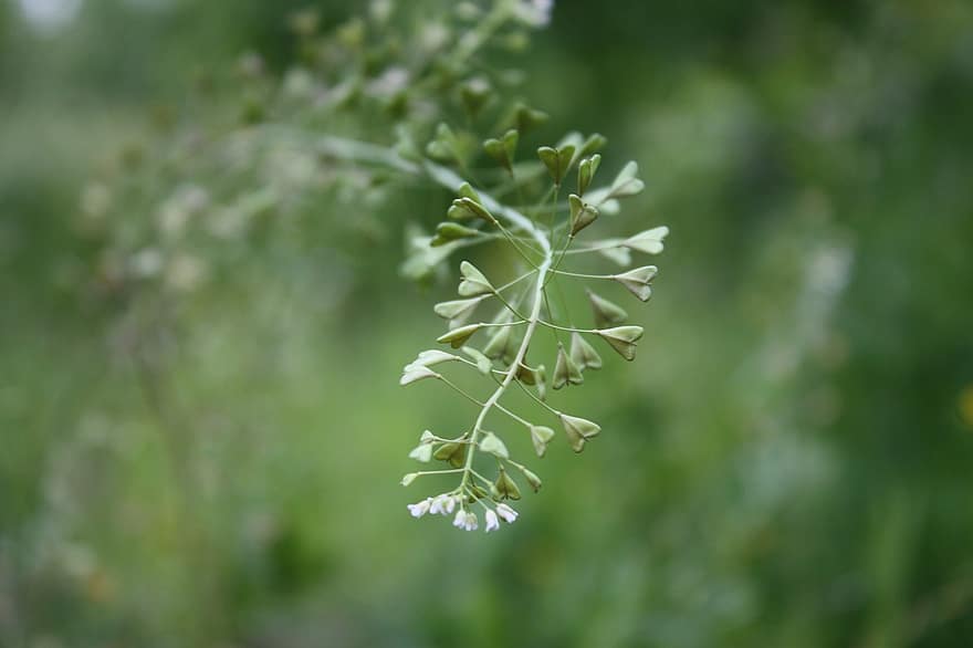 plante contre les règles hémorragiques