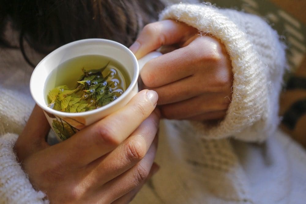 infusion d'alchémille pour réguler les cycles