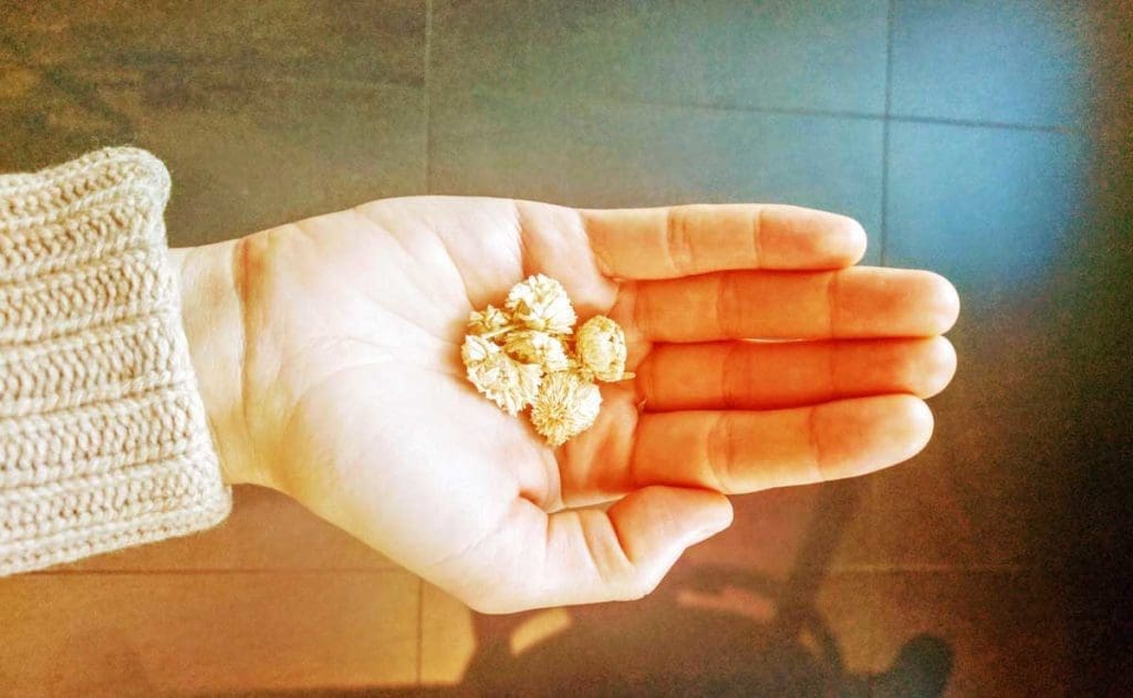 Comment faire une décoction de fleurs de camomille romaine pour soigner une conjonctivite - Naturelle Maman