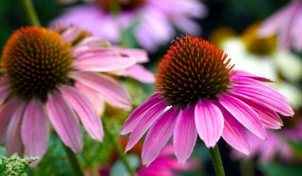 Renforcez les défenses immunitaires de vos enfants avec des extraits d’échinacée, une plante aux vertus reconnues par de nombreuses études