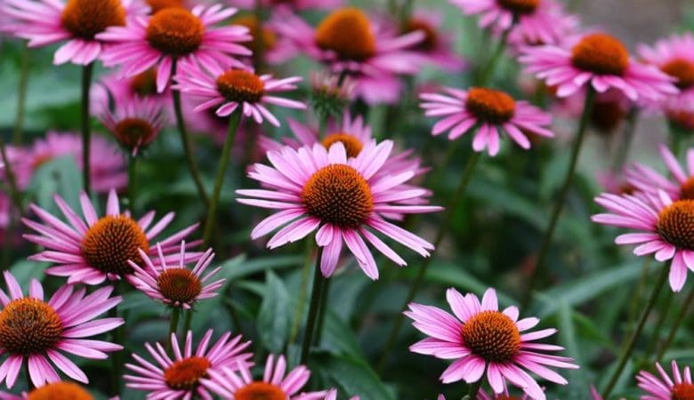 L'échinacée renforce l'immunitlé des enfants souvent malades en hiver - Naturelle Maman