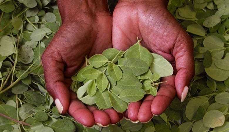 Les conseils de Naturelle Maman pour profiter des bienfaits du moringa pendant la grossesse