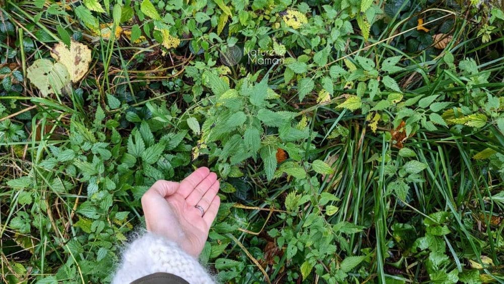 Les bienfaits de l'ortie pour le post-partum et l'allaitement sur Naturelle maman