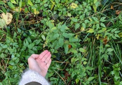 Les bienfaits de l'ortie pour le post-partum et l'allaitement sur Naturelle maman
