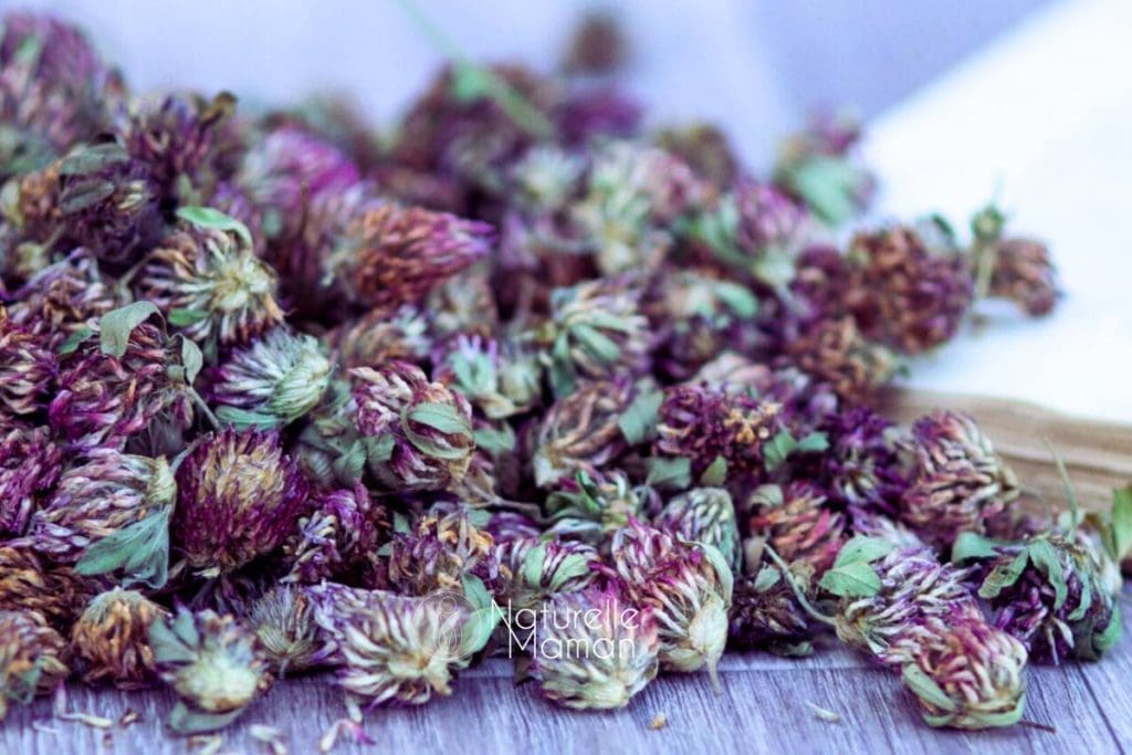 Le trèfle rouge fait partie des plantes pour améliorer la qualité de la glaire cervicale pour augmenter ses chances de grossesse - Naturelle Maman