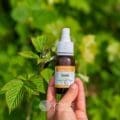 Les propriétés du macérat de bourgeons de cassis en gemmothérapie en cas d'allergies saisonnières.