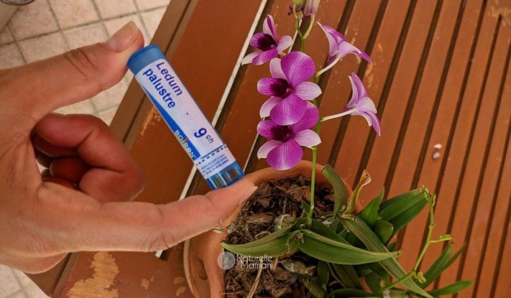 Les effets du ledum palustre en homéopathie pour éloigner les moustiques sur Naturelle Maman