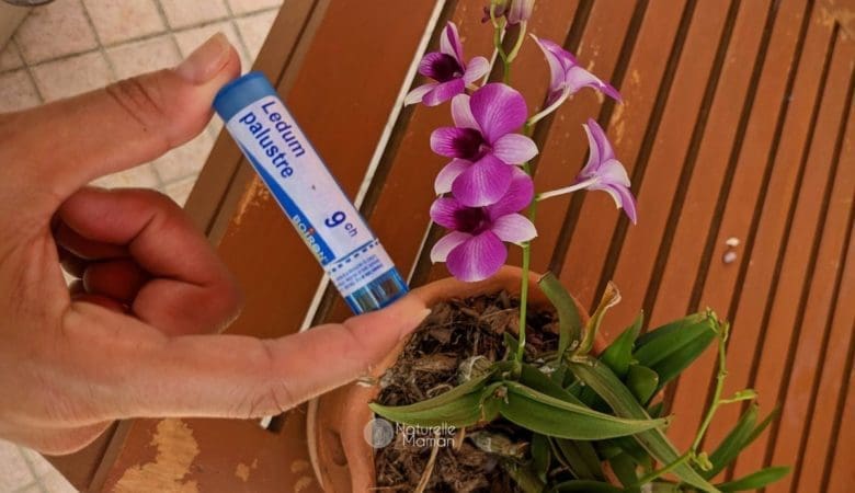 Les effets du ledum palustre en homéopathie pour éloigner les moustiques sur Naturelle Maman