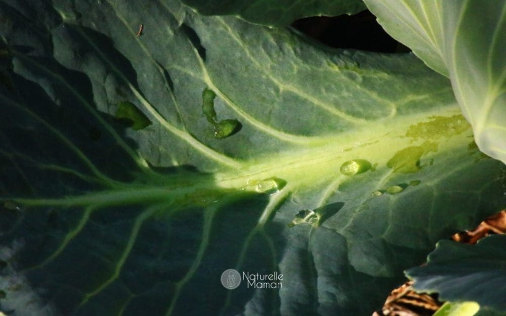 Les feuilles de chou peuvent devenir vos meilleures alliées pour soulager l’inflammation et l’inconfort en cas d'engorgement pendant votre allaitement - Naturelle Maman