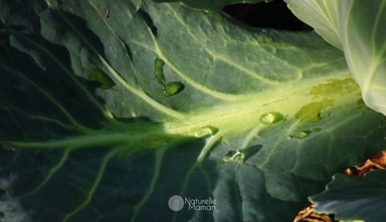 Les feuilles de chou peuvent devenir vos meilleures alliées pour soulager l’inflammation et l’inconfort en cas d'engorgement pendant votre allaitement - Naturelle Maman