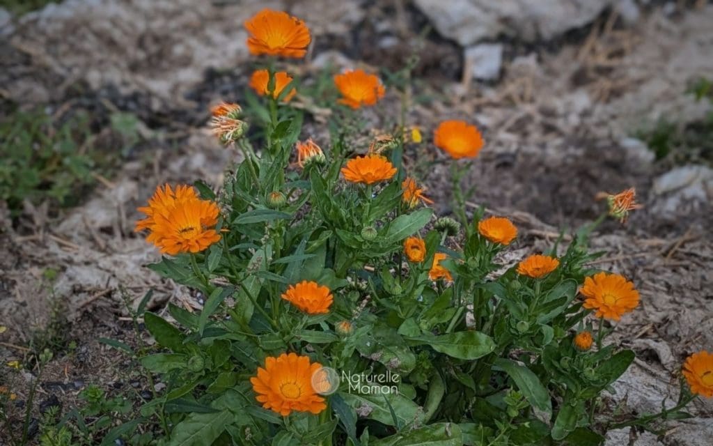 5 remèdes naturels pour les lochies en post-partum : le bain de siège au calendula est un remède naturel incontournable pour les mamans en post-partum. Utilisée depuis des siècles pour ses vertus anti-inflammatoires et cicatrisantes, cette plante douce aide à apaiser les douleurs périnéales et à accélérer la guérison des éventuelles déchirures ou points de suture après l’accouchement - Naturelle Maman